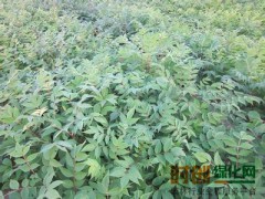 出售大量东北黄菠萝，东北红豆杉基地，供应黄菠萝小苗，黄菠萝图1