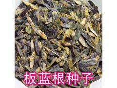 板蓝根种子基地价格. 板蓝根种苗批发 13789667874弘扬林牧种子有限公司图1