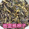 板蓝根籽