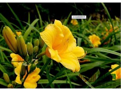 供应优质小苗_金娃娃萱草_量大价优_胜利兴旺花卉园13464366713图1