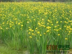 黄菖蒲_基地直发_供货及时 台安县胜利兴旺花卉园15842099444图1