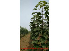 速生楸树价格表，安徽速生楸树繁育基地 森苗园艺图2