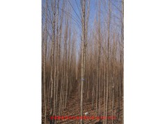 直杆榆小苗-记录一颗直杆榆树的修剪,家居,园艺, 森苗园艺图3