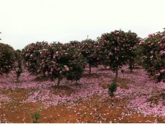 茶梅植物基地-江苏宿迁三叶园林 茶梅基地图1