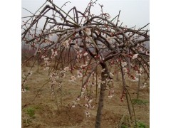 「垂梅」最新垂枝梅_江苏宿迁三叶园林 13951536226图1