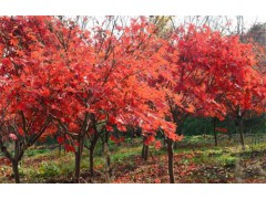 红枫树，红枫基地，江苏红枫，三叶园林13951536226图1