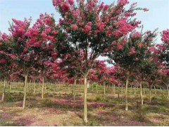 红花紫薇_美国紫薇批发基地，江苏宿迁三叶园林植物有限公司图1