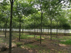 楸树苗批发_楸树苗价格_楸树苗供应基地，江苏三叶园林图1