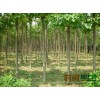 楸树苗梓树水桐树河楸树黄花楸树各种绿化工程苗行道树苗