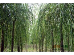 求购20公分青垂柳  ！ 要求 冠幅要好  分支统一图1