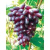 巨星葡萄价格，酿酒葡萄种植，供应巨星葡萄苗，葡萄基地，北方苗木基地
