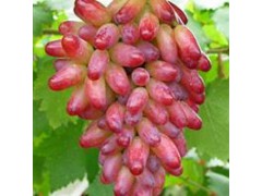 巨星葡萄价格,酿酒葡萄种植,供应巨星葡萄苗,北方苗木基地图2