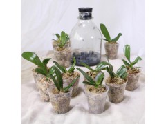 柑橘育苗杯- 富杰花卉园艺制品厂-产品齐全_量大货足15930446375图1