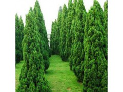 日照龙柏树基地,龙柏2019年价格表,龙柏造型图2