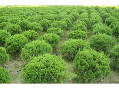 急售大量现货龙柏球-龙柏球造型，龙柏球批发，日照市白皮松图1