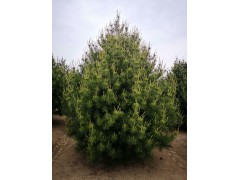 日照3.5米白皮松优质占地树-1米白皮松价格,白皮松图3