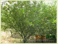 榆叶梅_大花重瓣榆叶梅价格_吉林省东丰县绿野苗木基地-吉林榆叶梅图1