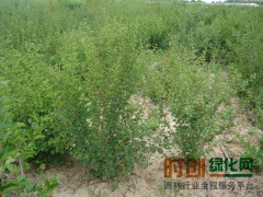 基地供应 东北耐寒暴马丁香小苗 园林乔木植物四季丁香15842099444图1