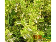 金边冬青 花叶黄杨 规格多样常绿灌木大小叶黄杨绿篱绿化图1