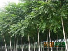 基地批发嫁接千头椿树苗品种纯正现挖现卖优质千头椿小苗量大优惠图1