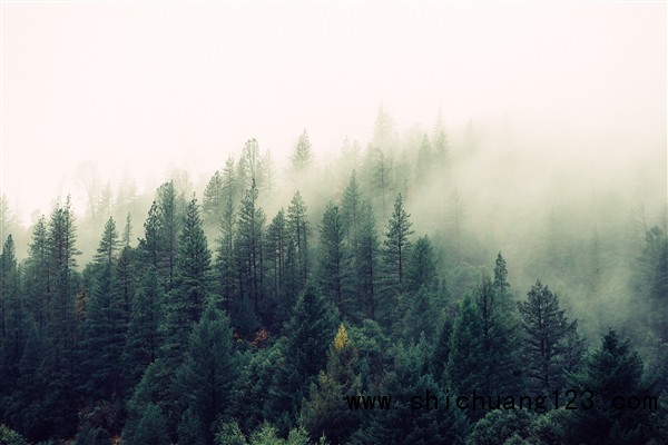 科学家计算出世界将有9亿公顷的土地可植树造林