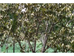 基地大量供应红叶碧桃，龙柱碧桃，菊花桃，招手桃,河北省绿源苗木合作社图1