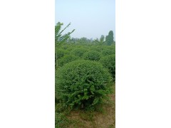 专供黄杨球，小叶女贞球图2