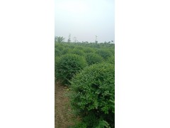 专供黄杨球，小叶女贞球图3