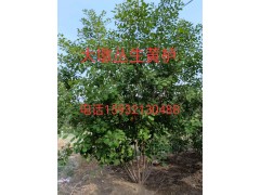各种规格丛生黄栌图1