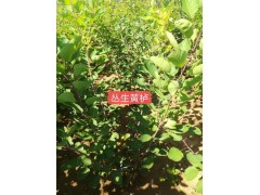 各种规格丛生黄栌图3
