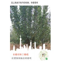 山东省菏泽市海棠种植基地专供北美海棠，西服海棠