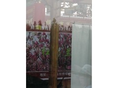 鄢陵樱花圣地园专供樱花树，樱花大树，樱花盆景图1