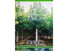 明亮苗圃 造型法桐 法桐行道树 精品法桐图2