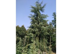 专业供应雪松苗，雪松工程苗等常用绿化苗木 豫园花木图2