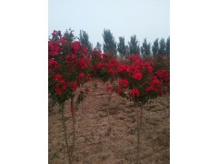 专业供应紫薇树，紫薇大树，紫薇小苗，丛生紫薇图2