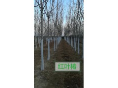 地专业供应红枫，红叶椿，合欢，紫叶绸李，金叶榆等绿化苗木图1