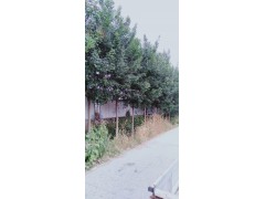 供应国槐，白蜡，老白蜡，等绿化工程苗木图1
