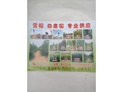 供应白皮松，雪松，大叶女贞等苗木图1