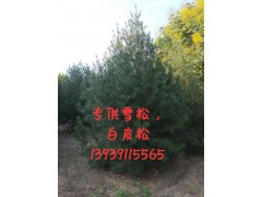 专供；雪松、白皮松图1