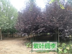 金岐彩叶苗木基地图1