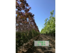 金岐彩叶苗木基地图2