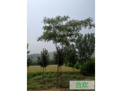 金岐彩叶苗木基地图3