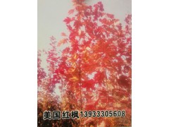 金岐彩叶苗木基地图1