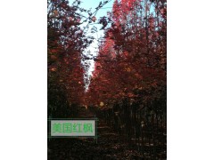 金岐彩叶苗木基地图2
