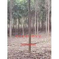 大叶女贞因征地大量特价供应中13939115565