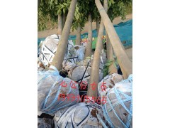 因征地处理大叶女贞，绿之源苗圃图2