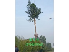 因征地处理大叶女贞，绿之源苗圃图3