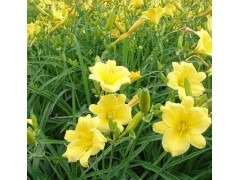 花卉批发金娃娃萱草,金娃娃萱草专卖,定州金娃娃萱草基地图1