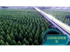 2200亩法桐现货供应，2–4年帽，8–20公分法桐基地图1