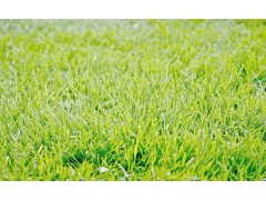 安徽滁州市景秀草坪苗木有限公司供应高羊茅、马尼拉草坪图1